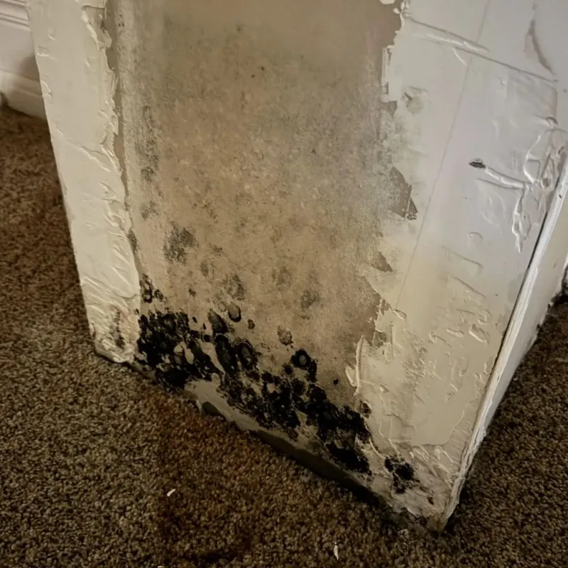 Professional Mold Removal in Gowanda, NY
